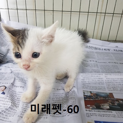 미래펫동물병원_431370202300740